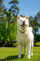 Pet Portraits